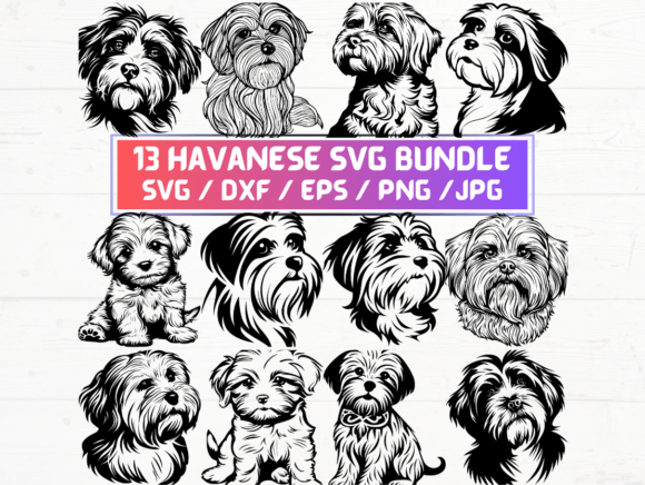 13 Havanese Dog Svg for Creative Projects